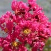 Lagerstroemia Indica Saint Emilion - Lilas Des Indes -Promesse de fleurs Boutique Lagerstroemia indica Saint Emilion 87460 1
