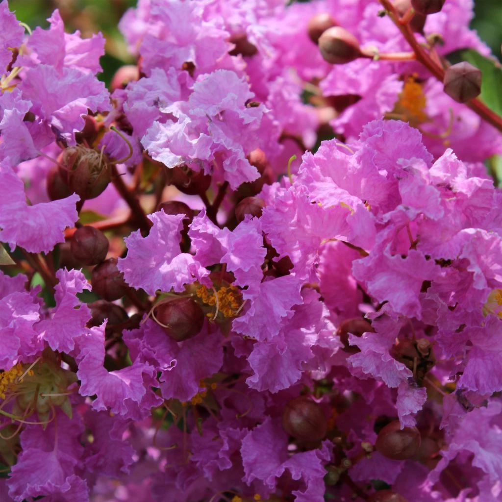Lagerstroemia Indica Souvenir D'Hubert Puard - Lilas Des Indes 3 Lagerstroemia Indica Souvenir D'Hubert Puard - Lilas Des Indes