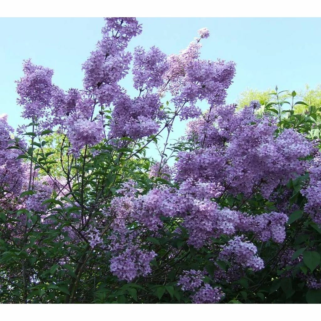 Lagerstroemia Indica Violacea - Lilas Des Indes 3 Lagerstroemia Indica Violacea - Lilas Des Indes