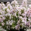 Lilas Des Indes 'With Love Babe' 2 Lilas Des Indes 'With Love Babe' -Promesse de fleurs Boutique Lagerstroemia indica With Love Babe Milaperl Lilas des Indes copyright 1006871 1