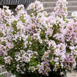 Lilas Des Indes 'With Love Babe'