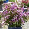 Lilas Des Indes - Lagerstroemia Indica Eternal With Love -Promesse de fleurs Boutique Lagerstroemia indica With Love Eternal Milavio Lilas des Indes copyright 1006951 1