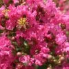 Lagerstroemia Indica Yang Tse - Lilas Des Indes 2 Lagerstroemia Indica Yang Tse - Lilas Des Indes -Promesse de fleurs Boutique Lagerstroemia indica Yang Tse 87465 1
