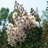 Lagerstroemia Indica Kimono - Lilas Des Indes Blanc 1 Lagerstroemia Indica Kimono - Lilas Des Indes Blanc -Promesse de fleurs Boutique Lagerstroemia indica ld littlegemtrees 80027 1
