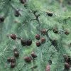 Larix Decidua - Mélèze D'Europe