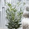 Laurier Cerise - Prunus Laurocerasus Elly 1 Laurier Cerise - Prunus Laurocerasus Elly -Promesse de fleurs Boutique Laurier cerise Prunus laurocerasus Elly copyright 179320 1