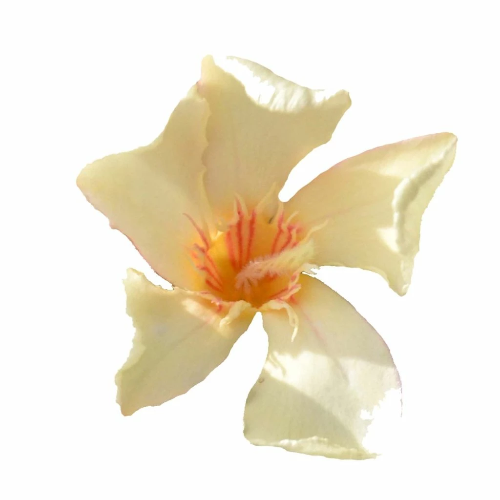 Laurier Rose Angiolo Pucci - Nerium Oleander 3 Laurier Rose Angiolo Pucci - Nerium Oleander