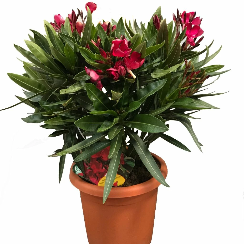 Laurier Rose Jannoch - Nerium Oleander 3 Laurier Rose Jannoch - Nerium Oleander