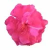 Laurier Rose Double Roseum Plenum - Nerium Oleander 2 Laurier Rose Double Roseum Plenum - Nerium Oleander -Promesse de fleurs Boutique Laurier rose Roseum Plenum 87052 1