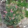 Laurier Rose Variegata - Nerium Oleander -Promesse de fleurs Boutique Laurier rose Variegata 87059 1