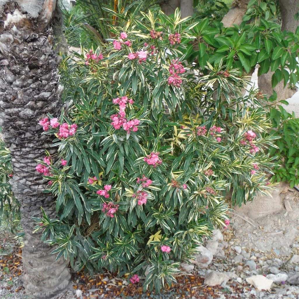 Laurier Rose Variegata - Nerium Oleander 3 Laurier Rose Variegata - Nerium Oleander
