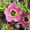 Leptospermum Karo Spectro Bay - Arbre à Thé -Promesse de fleurs Boutique Leptospermum Karo Spectro Bay 781673 1