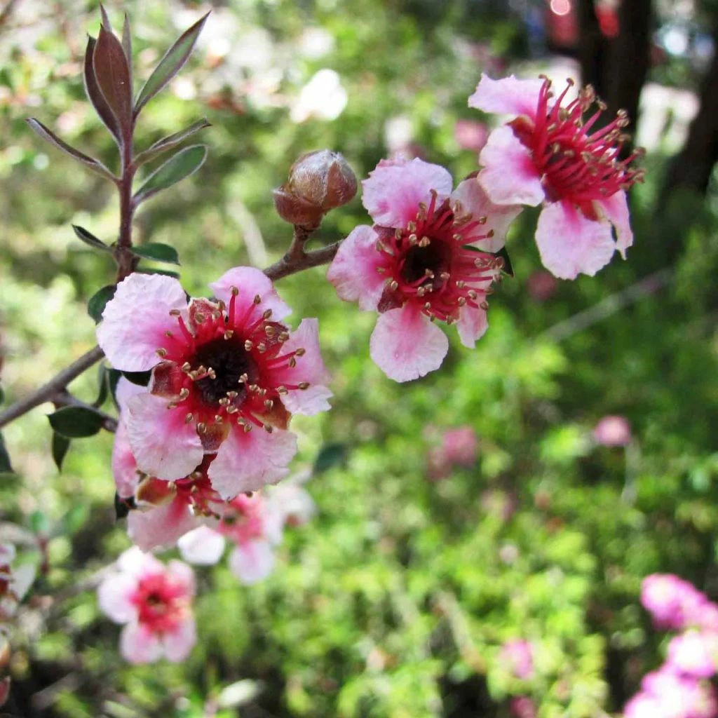 Leptospermum Lanigerum Mesmer Eyes - Arbre à Thé 3 Leptospermum Lanigerum Mesmer Eyes - Arbre à Thé