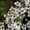 Leptospermum Scoparium Blanc -Promesse de fleurs Boutique Leptospermum scoparium Blanc 83356 2