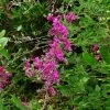 Lespedeza Thunbergii -Promesse de fleurs Boutique Lespedeza thunbergii ld peganum 9595 1