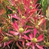 Leucadendron Cheeky -Promesse de fleurs Boutique Leucadendron Cheeky IF 16676 1