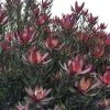 Leucadendron Safari Sunset