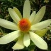 Leucadendron Summer Sun -Promesse de fleurs Boutique Leucadendron Summer Sun 89607 1