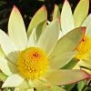 Leucadendron Sundance -Promesse de fleurs Boutique Leucadendron Sundance 83364 1