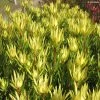 Leucadendron Inca Gold -Promesse de fleurs Boutique Leucadendron inca gold IF 16261 1
