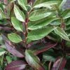 Leucothoe Fontanesiana Rainbow -Promesse de fleurs Boutique Leucothoe Fontanesiana Rainbow 7884 1
