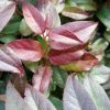 Leucothoe Fontanesiana Zebonard - Leucothoe Walteri Zebonard -Promesse de fleurs Boutique Leucothoe Lovita Zebonard 88602 1
