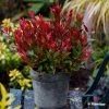 Leucothoe Fontanesiana Little Flames 2 Leucothoe Fontanesiana Little Flames -Promesse de fleurs Boutique Leucothoe fontanesiana Little Flames 89655 1