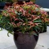 Leucothoe Keiskei Burning Love -Promesse de fleurs Boutique Leucothoe keiskei Burning Love 84127 3 1