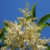 Troène De Chine - Ligustrum Lucidum -Promesse de fleurs Boutique Ligustrum lucidum 84132 1