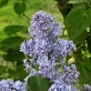 Lilas - Syringa Vulgaris Capitaine Baltet -Promesse de fleurs Boutique Lilas Capitaine Baltet Syringa vulgaris 82627 1