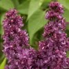 Lilas - Syringa Vulgaris Charles Joly -Promesse de fleurs Boutique Lilas Charles Joly 0567 1