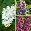 Lilas - Syringa Three Sisters -Promesse de fleurs Boutique Lilas Syringa Three Sisters copyright adobestock 19048 1