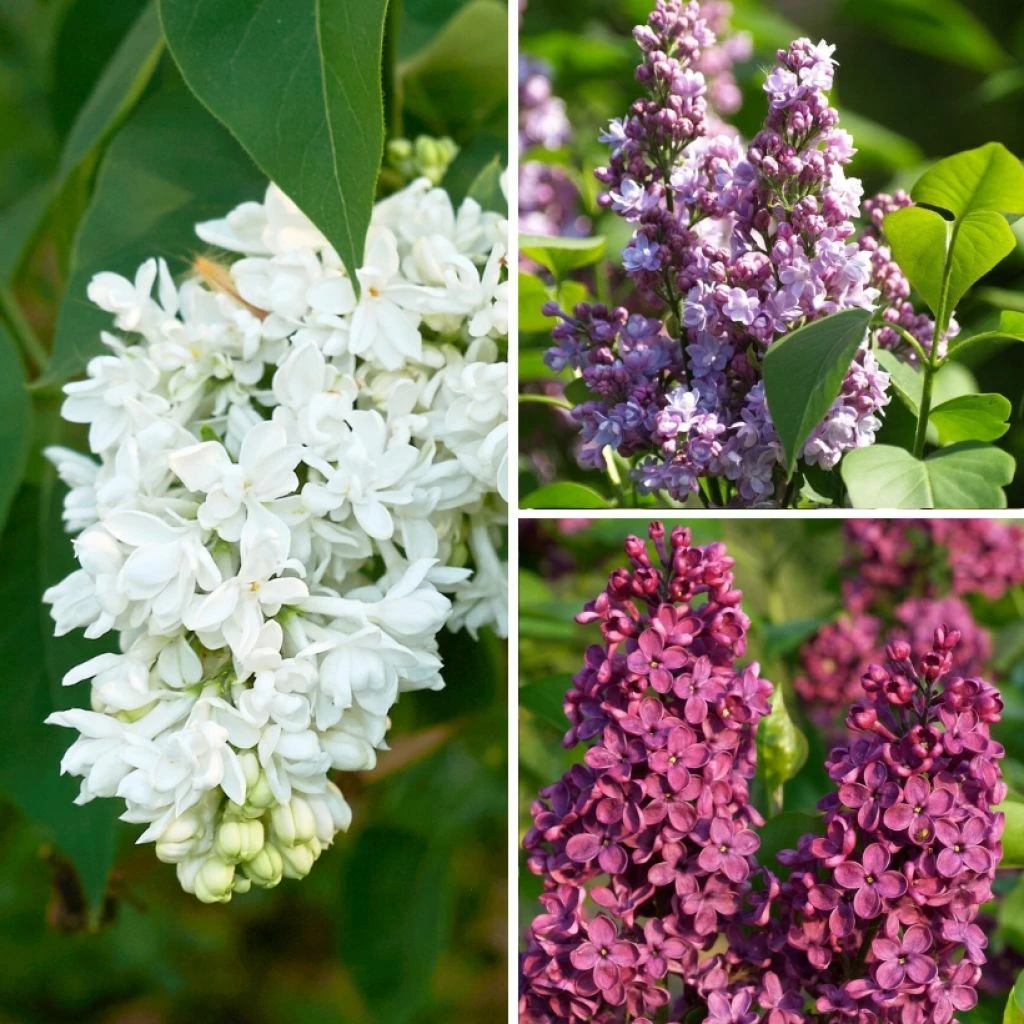 Lilas - Syringa Three Sisters 3 Lilas - Syringa Three Sisters