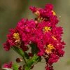 Lilas Des Indes - Lagerstroemia Indica Caroline Beauty 1 Lilas Des Indes - Lagerstroemia Indica Caroline Beauty -Promesse de fleurs Boutique Lilas des Indes Lagerstroemia indica Caroline Beauty copyright 1006911 1