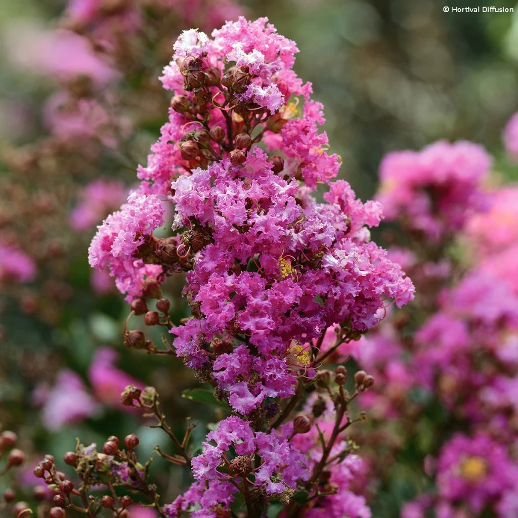 Lilas Des Indes - Lagerstroemia Indica Enduring Lavender 3 Lilas Des Indes - Lagerstroemia Indica Enduring Lavender