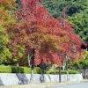 Liquidambar Formosana - Copalme De Chine 2 Liquidambar Formosana - Copalme De Chine -Promesse de fleurs Boutique Liquidambar formosana 100715 1