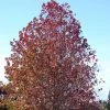 Liquidambar Styraciflua -Promesse de fleurs Boutique Liquidambar styraciflua 84135 1