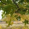 Liquidambar Styraciflua Aurea - Copalme D'Amérique -Promesse de fleurs Boutique Liquidambar styraciflua Aurea 84137 1