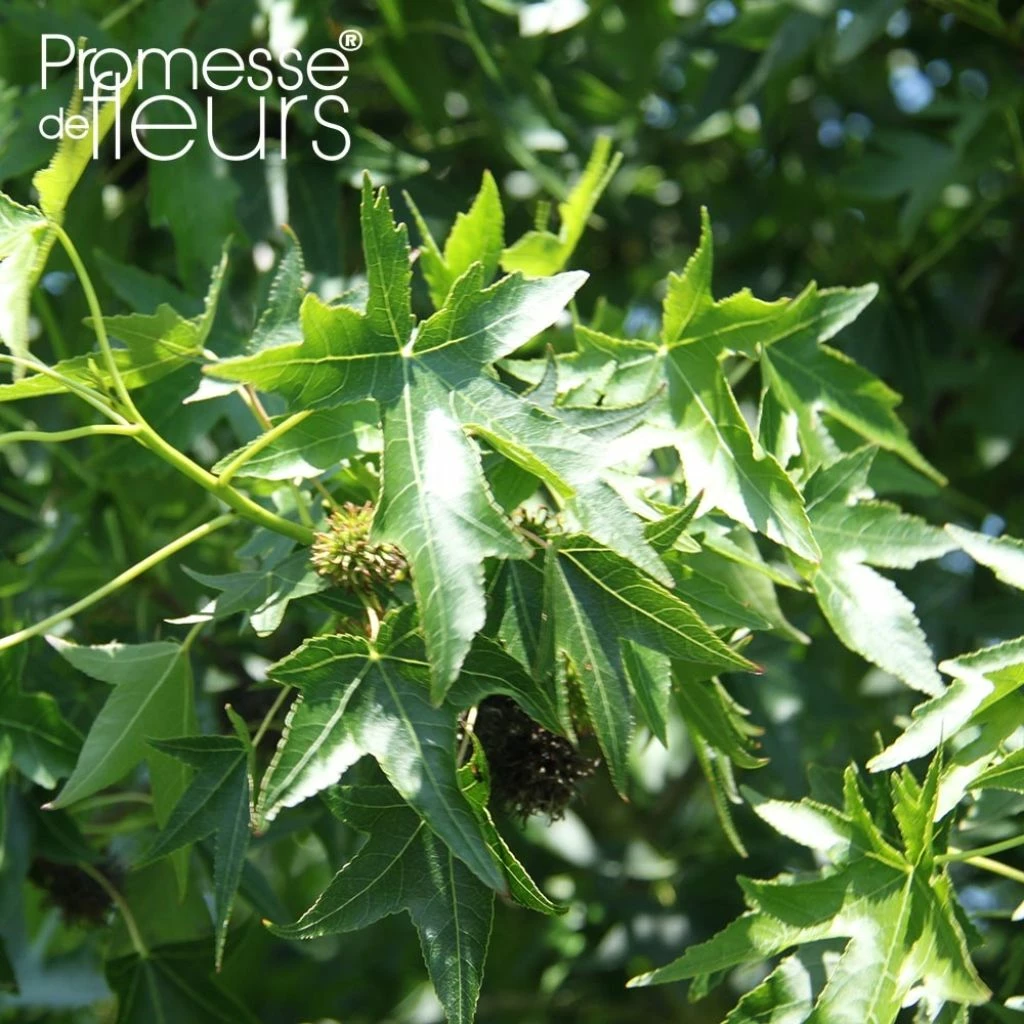Liquidambar Styraciflua Lane Roberts - Copalme D'Amérique 3 Liquidambar Styraciflua Lane Roberts - Copalme D'Amérique