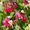 Chèvrefeuille Grimpant - Lonicera Periclymenum Fragrant Cloud® 1 Chèvrefeuille Grimpant - Lonicera Periclymenum Fragrant Cloud® -Promesse de fleurs Boutique Lonicera Fragrant Cloud 681453 1