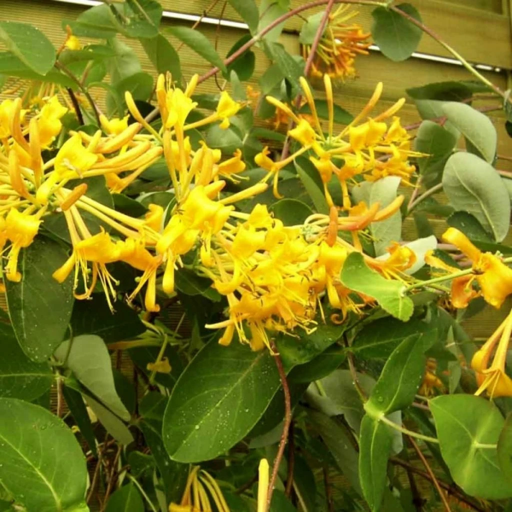 Chèvrefeuille - Lonicera Mandarin® 3 Chèvrefeuille - Lonicera Mandarin®
