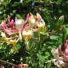 Chèvrefeuille, Lonicera Caprifolium 2 Chèvrefeuille, Lonicera Caprifolium -Promesse de fleurs Boutique Lonicera caprifolium 771624 1