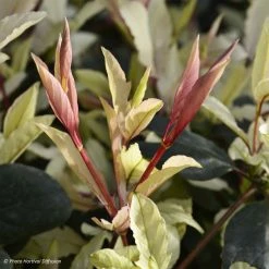 Lonicera Japonica Pink Aperitif - Chèvrefeuille Du Japon