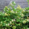 Chèvrefeuille Du Japon Sweet Isabel - Lonicera Japonica -Promesse de fleurs Boutique Lonicera japonica Sweet Isabel 87790 1