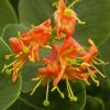 Chèvrefeuille - Lonicera X Heckrotii Firecracker® 2 Chèvrefeuille - Lonicera X Heckrotii Firecracker® -Promesse de fleurs Boutique Lonicera x heckrotii Firecracker 85668 1