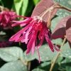 Loropetalum Chinense Fire Dance -Promesse de fleurs Boutique Loropetalum 7574 1