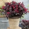 Loropetalum Chinense Ever Red -Promesse de fleurs Boutique Loropetalum chinense Ever Red Chang Nian Hong 84991 1