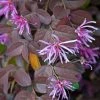 Loropetalum Chinense Pipa's Red 1 Loropetalum Chinense Pipa's Red -Promesse de fleurs Boutique Loropetalum chinense Pipa s Red 83369 1