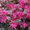 Loropetalum Chinense Plum Gorgeous -Promesse de fleurs Boutique Loropetalum chinense Plum Gorgeous IF 17198 1