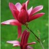 Magnolia Burgundy Star